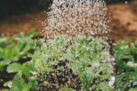 Kleine grüne Pflanzen werden gegossen