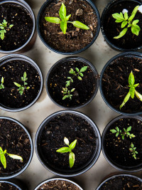 Blick von oben auf Planzensetzlinge in kleinen Töpfen