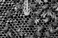 Bienen auf einer Bienenwabe in Schwarz-Weiß